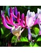 Zimolez kozí list / Honeysuckle (16), 10 ml - Bachovy květové bio esence