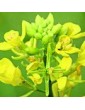 Hořčice rolní / Mustard (21), 10 ml - Bachovy květové bio esence