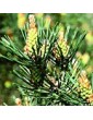 Borovice lesní / Pine (24), 10 ml - Bachovy květové bio esence