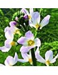 Žebratka bahenní / Water Violet (34), 10 ml - Bachovy květové bio esence