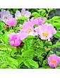 Růže šípková / Wild Rose (37), 10 ml - Bachovy květové bio esence