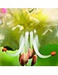 Jírovec maďal / White Chestnut (35), 10 ml - Bachovy květové bio esence