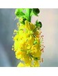Řepík lékařský / Agrimony (1), 10 ml - Bachovy květové bio esence