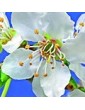 Slivoň třešňová / Cherry Plum (6), 10 ml - Bachovy květové bio esence