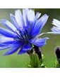 Čekanka obecná / Chicory (8), 10 ml - Bachovy květové bio esence